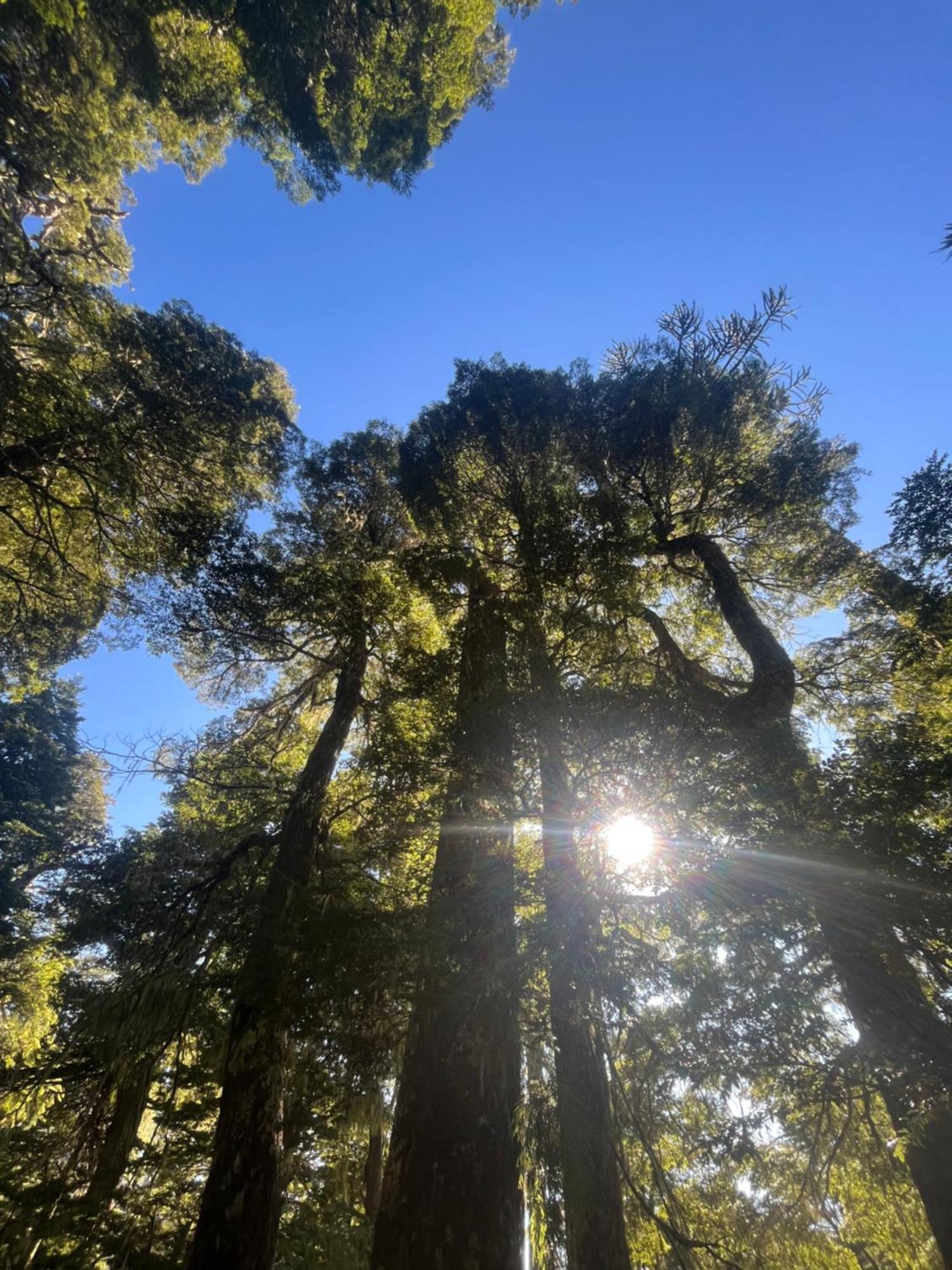 Domo Conguillio Conecta Con Tu Energia Sagrada Junto Al Salto Truful Truful Con Una Vista Majestuosa Que Podras Disfrutar En Una Tinaja Una Experiencia Que Alineara Tu Espiritu Y Tu Energia Interior Vivelo Melipeuco Buitenkant foto